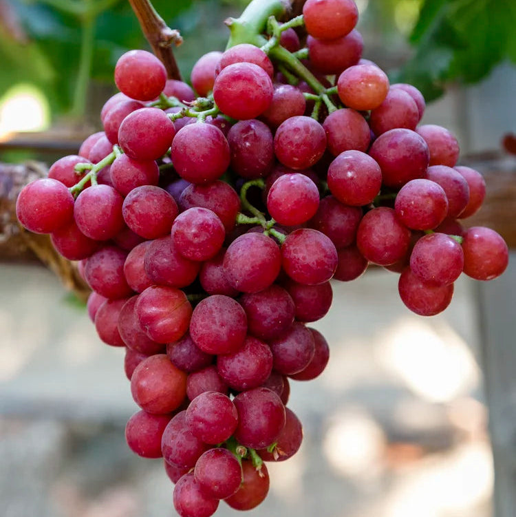 Heirloom Non GMO Grape Fruit Seeds Ideal for Home Garden