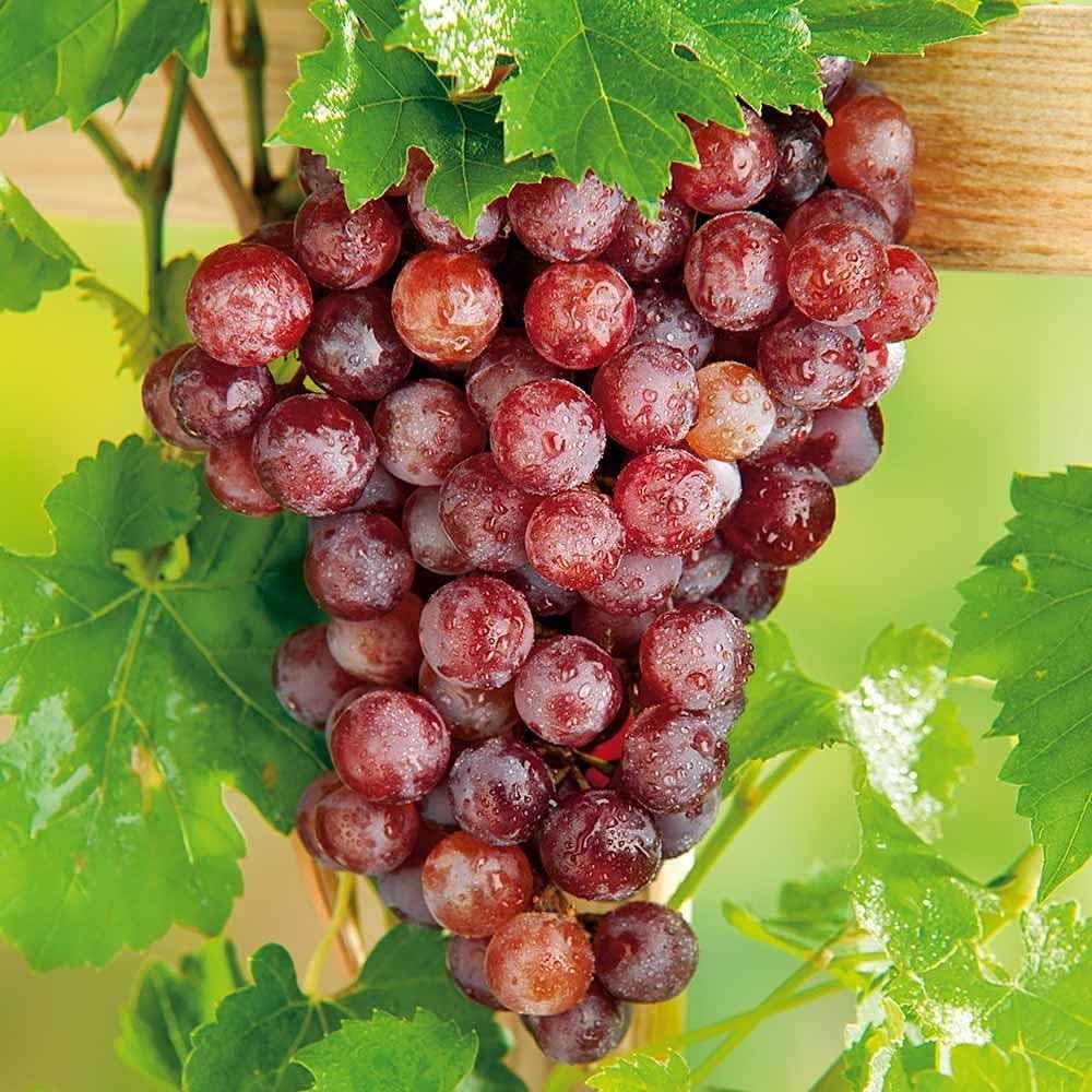 Heirloom grape fruit seeds red green variety for planting