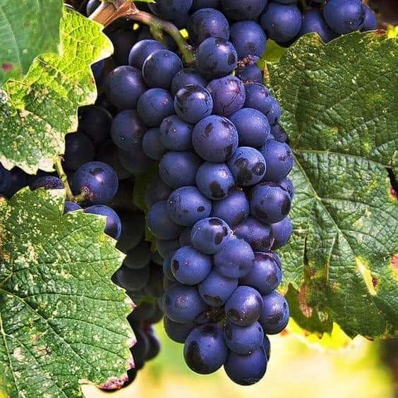Heirloom grape seeds dark blue variety for gardeners