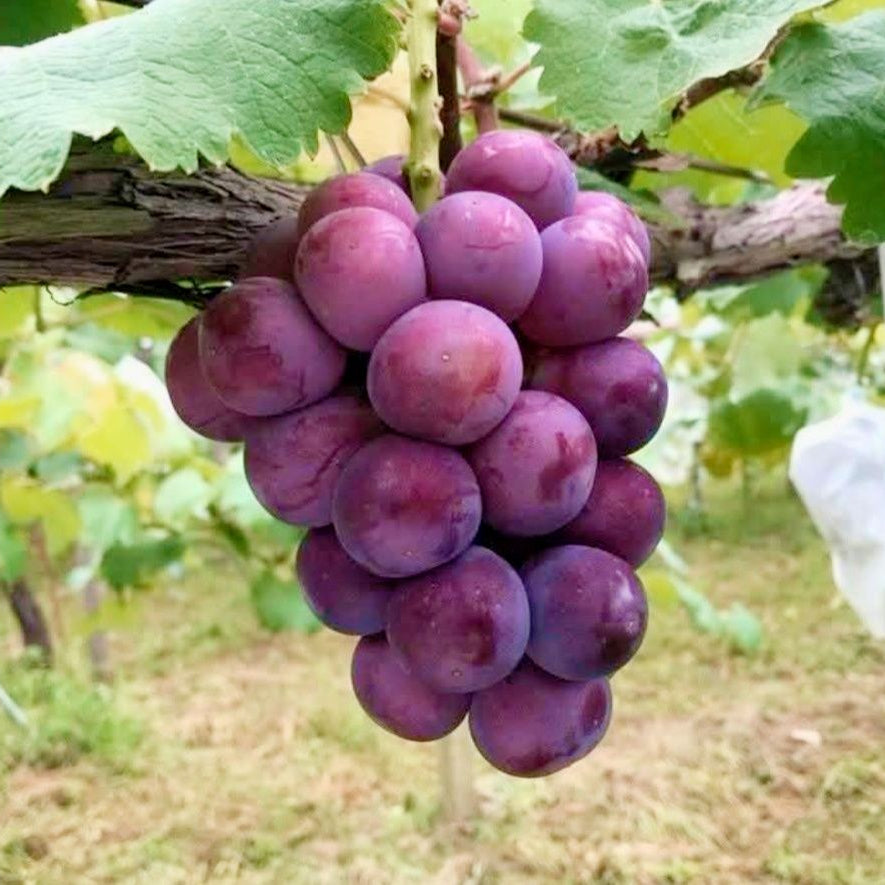 Heirloom grape seeds growing dark purple grape vines