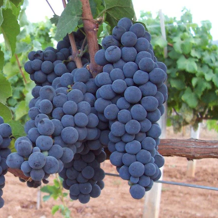 Heirloom grapefruit seeds planted in home garden warm season