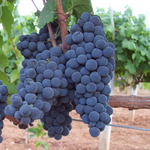 Heirloom grapefruit seeds planted in home garden warm season