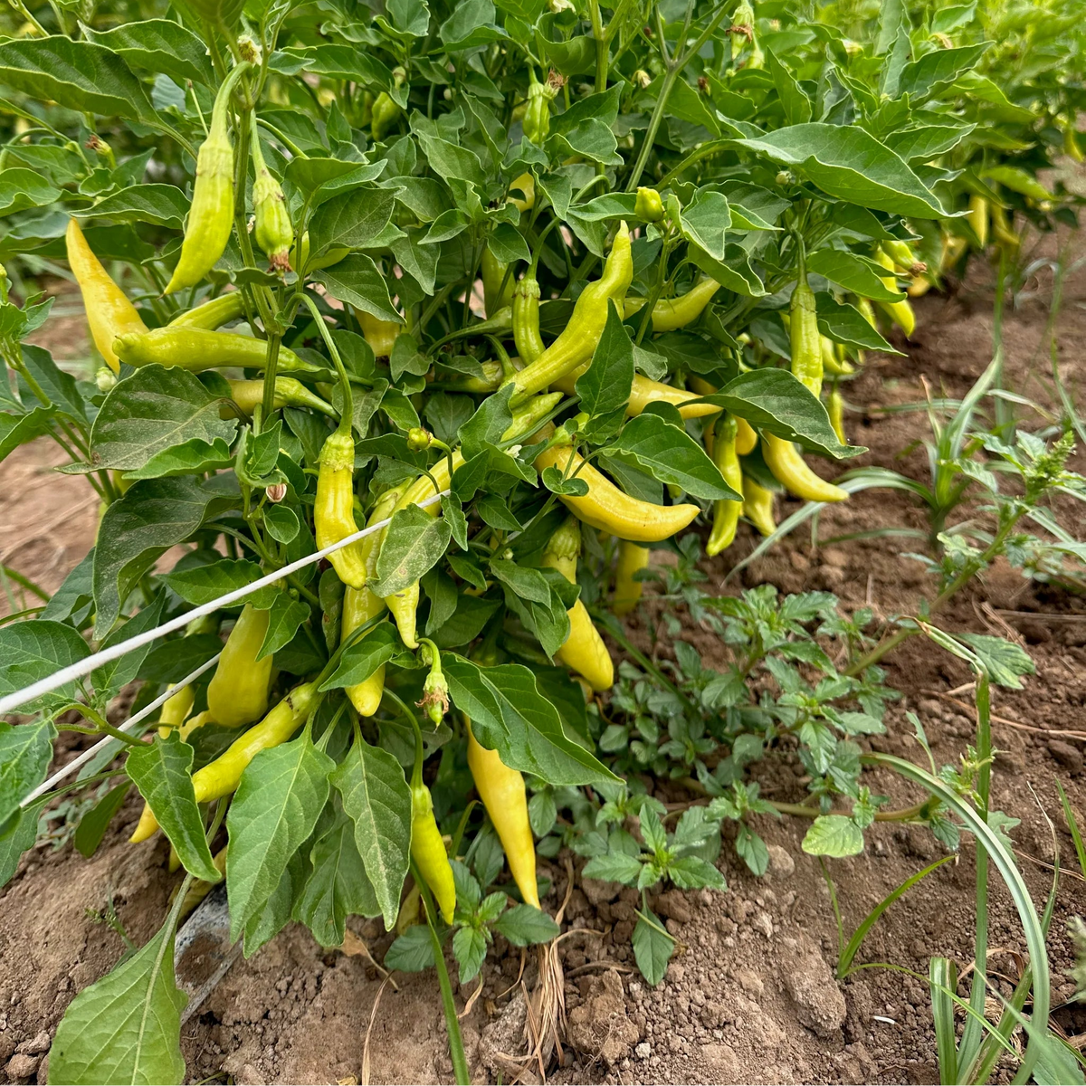 Heirloom Amarillo hot pepper seeds for high yield plants