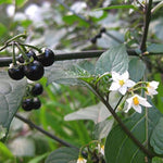 Heirloom huckleberry seeds for outdoor cultivation