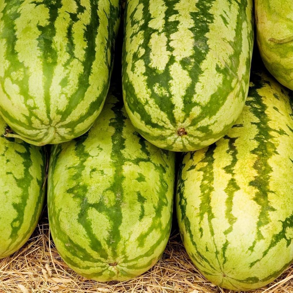 Heirloom Jubilee watermelon garden seeds for backyard growers