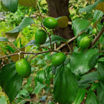 Heirloom Jujube seeds for bonsai and outdoor gardening