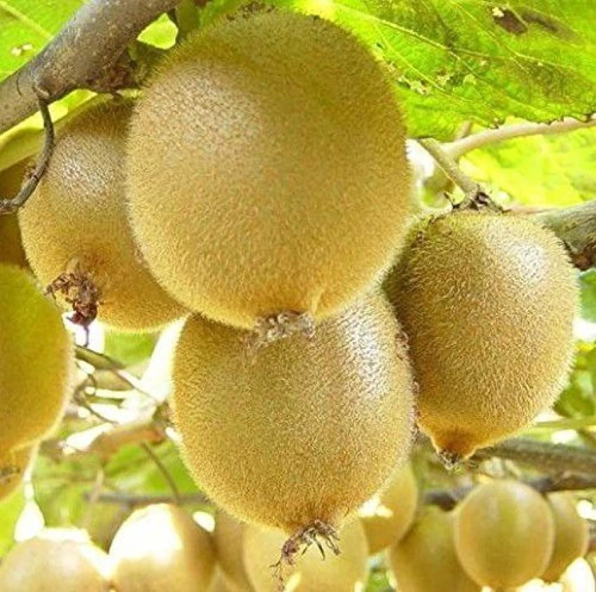 Heirloom kiwi seeds for outdoor vine cultivation