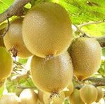 Heirloom kiwi seeds for outdoor vine cultivation