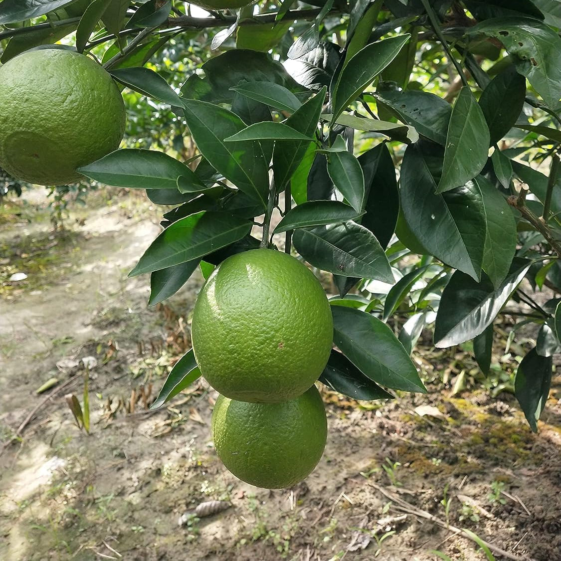 Heirloom kumquat seeds green type for gardeners