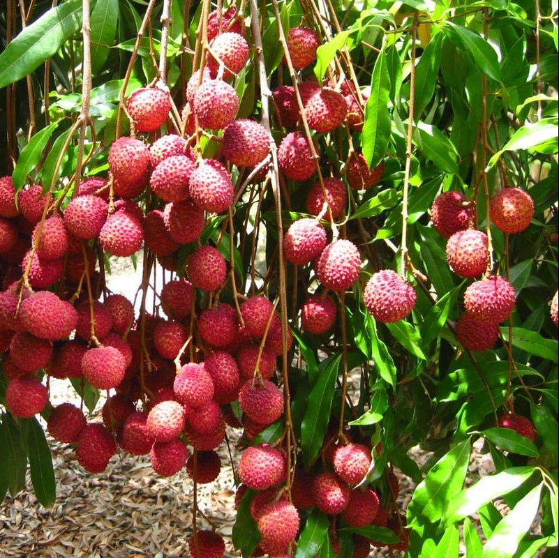 Heirloom Leeche tree seeds for gardening supplies