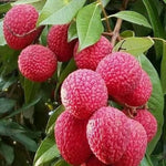 Heirloom Lychee Seeds Litchi Chinensis for Backyard Orchard