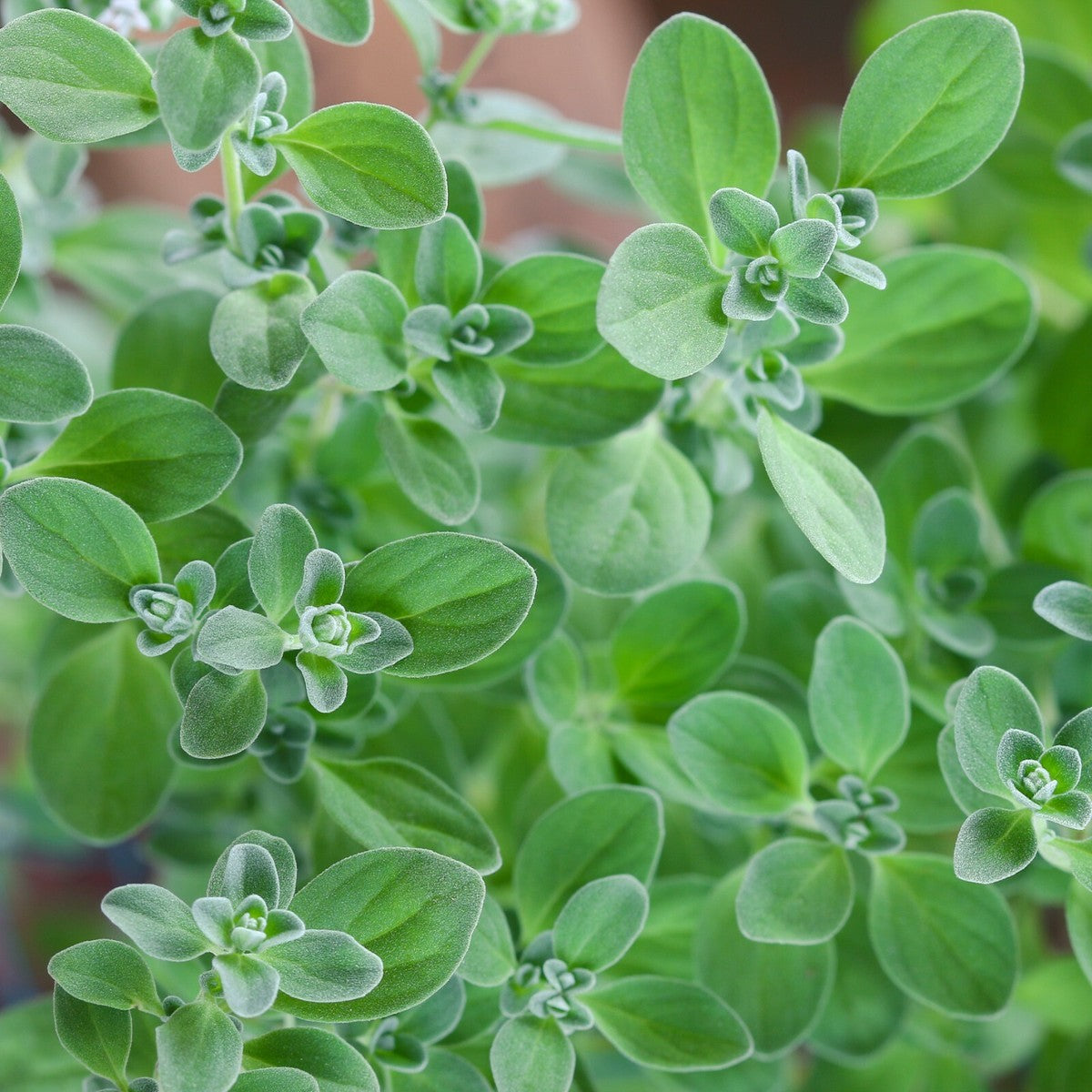 Heirloom marjoram seeds with compact bushy growth habit