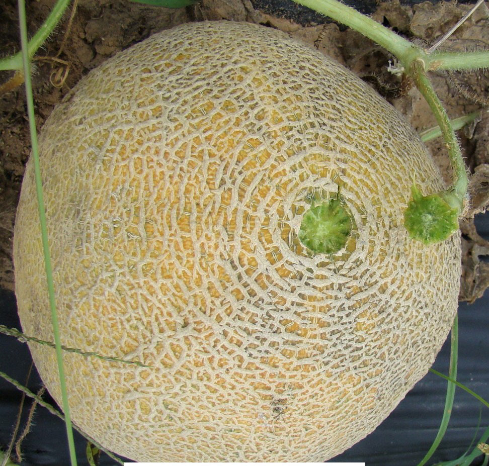 Heirloom melon Medovyy Aromat seeds for home growers