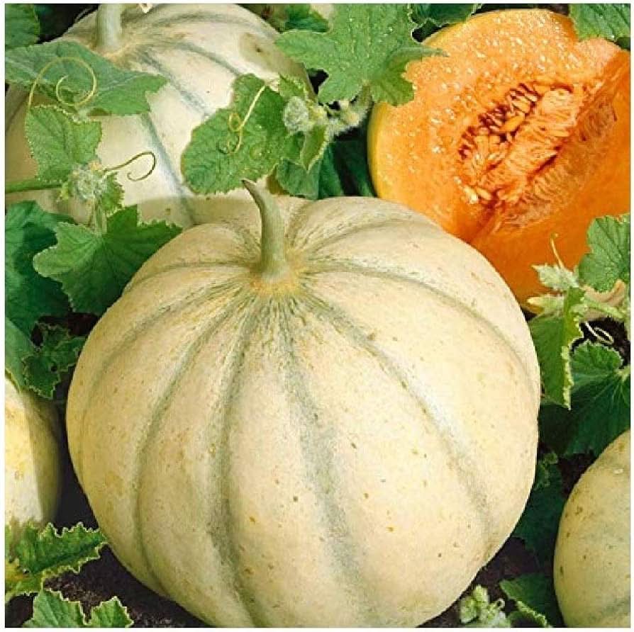 Heirloom melon seeds high germination organic variety