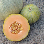 Heirloom Minnesota Midget Melon seeds for early harvest melons
