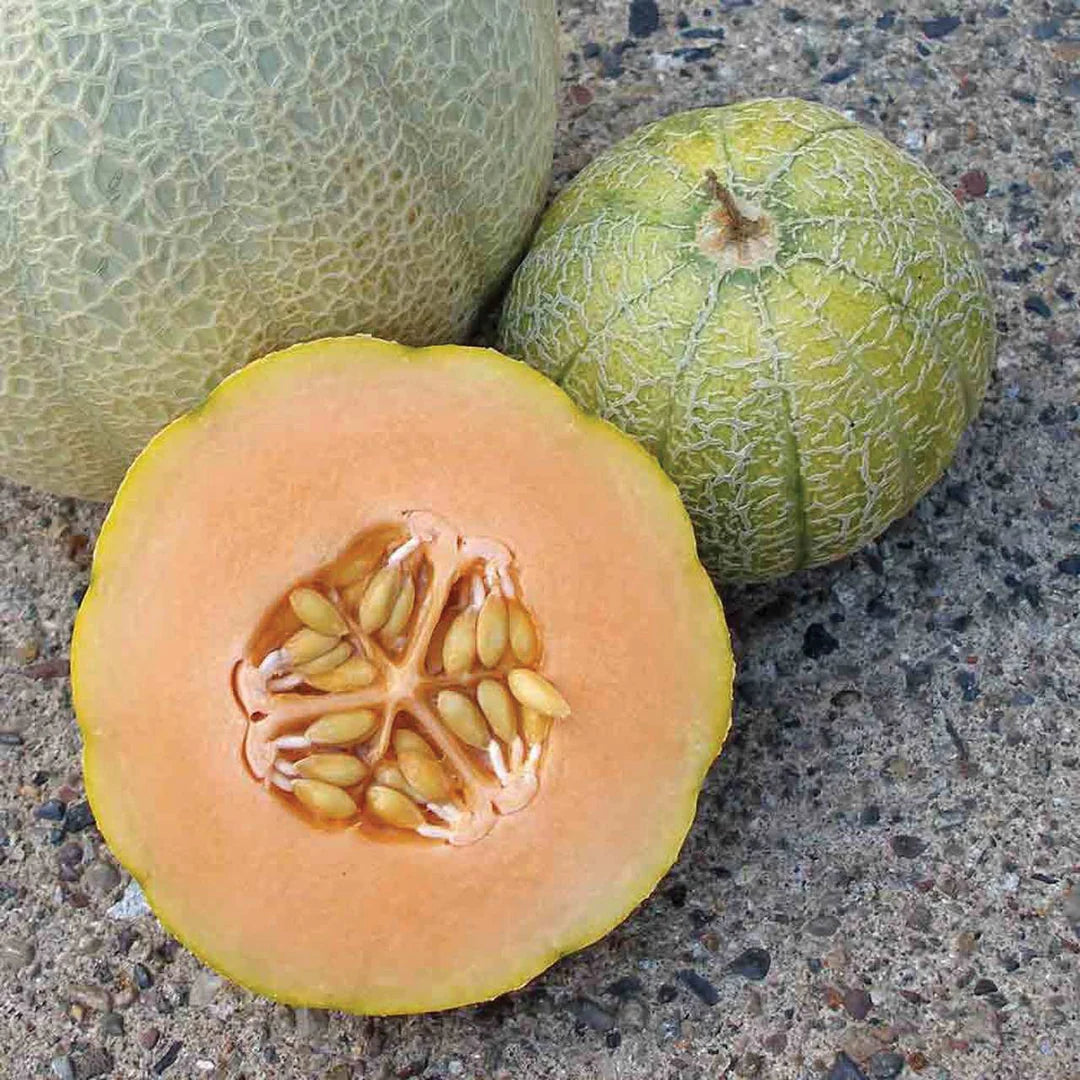 Heirloom Minnesota Midget Melon seeds for early harvest melons