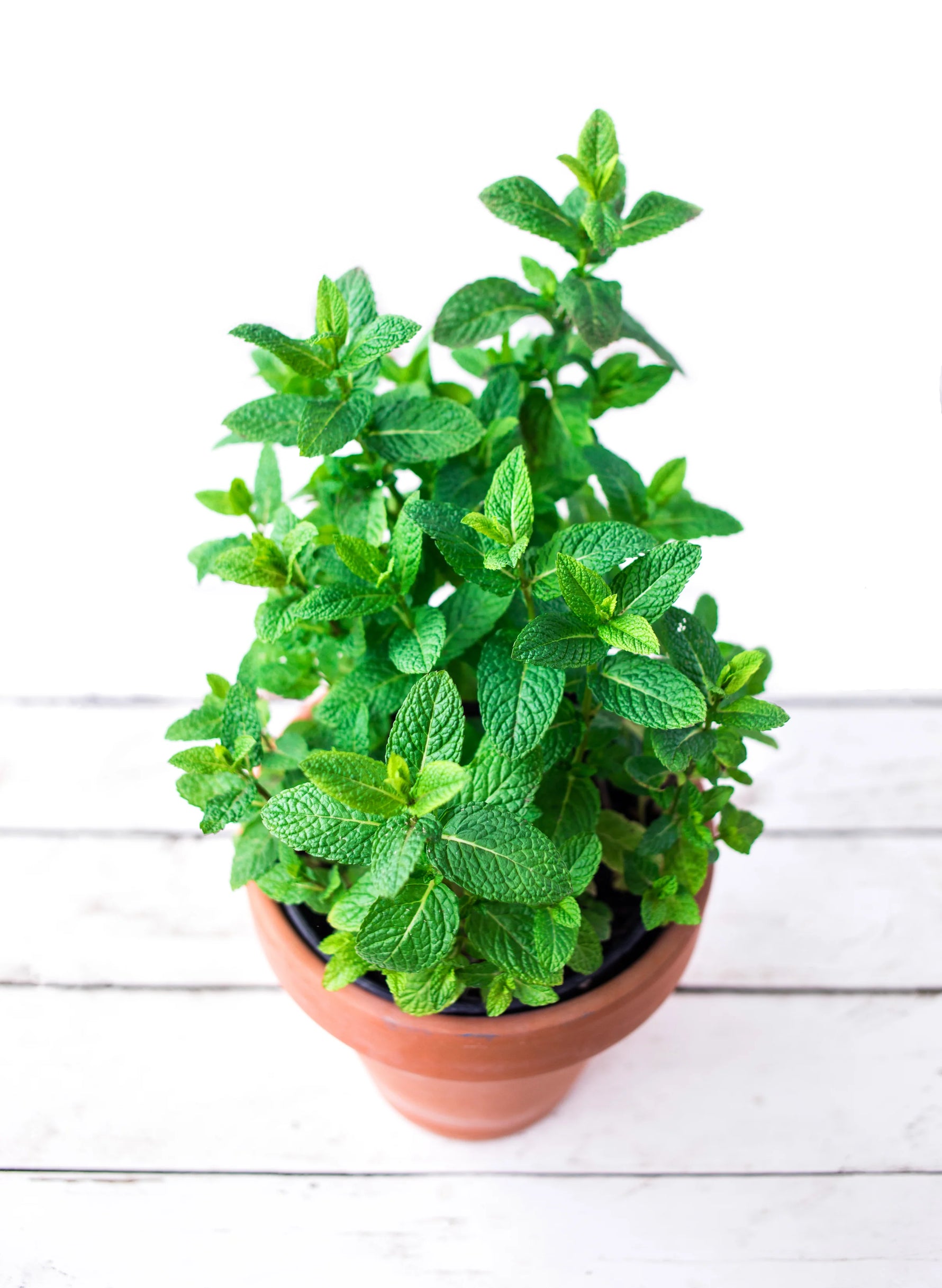 Heirloom mint seeds high germination herb seeds for pots and containers