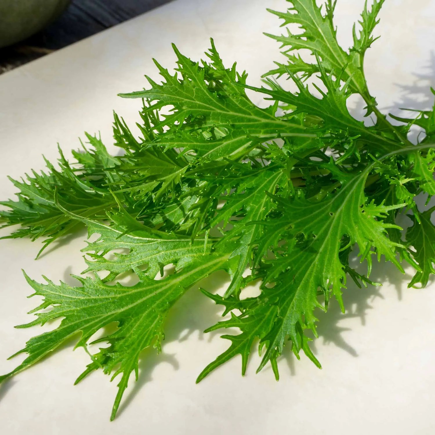 Heirloom organic Mizuna seeds for salad greens and home gardens