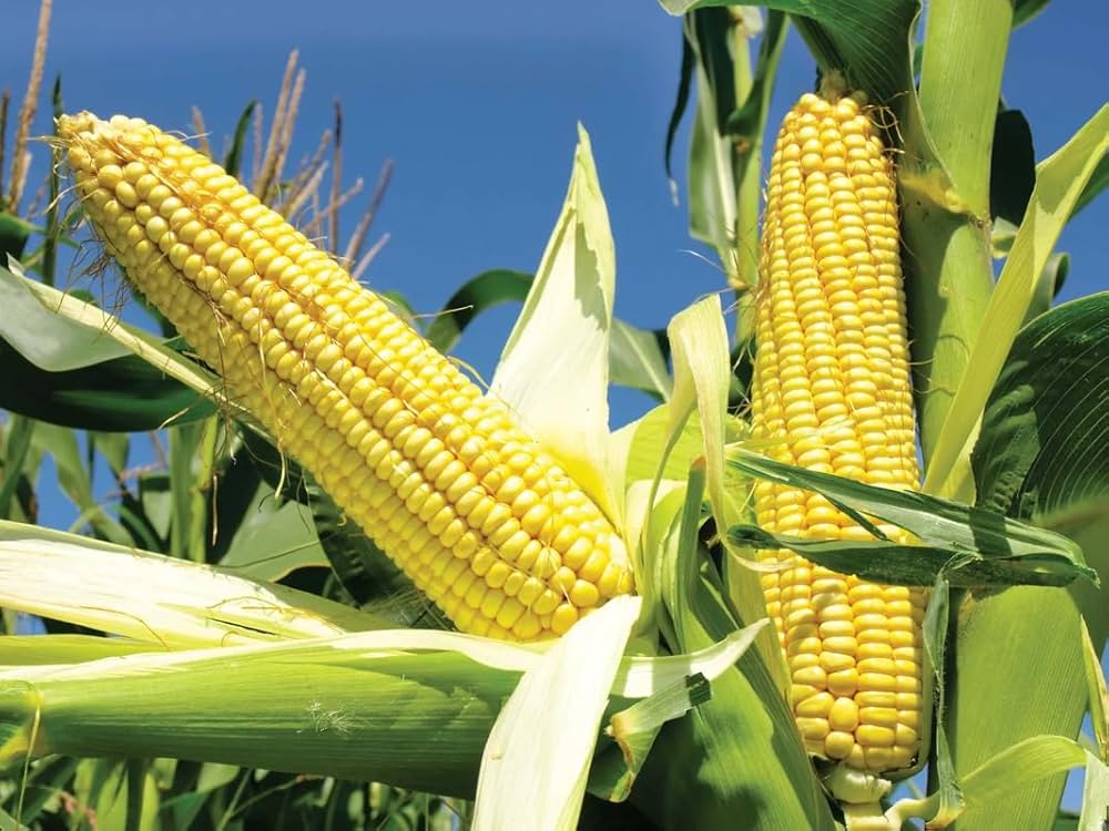 Heirloom non GMO corn seeds for planting high yield sweet corn