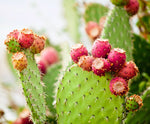 Heirloom opuntia plant seeds non gmo