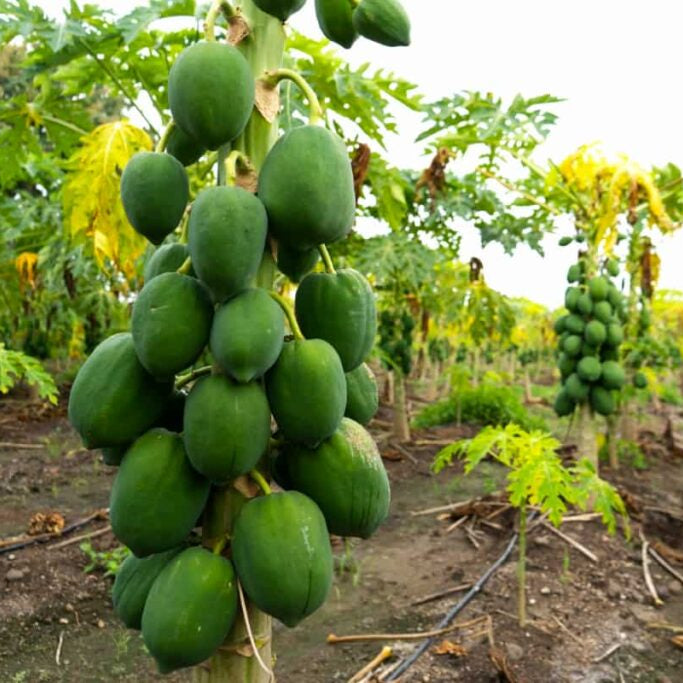 Heirloom Papaya seeds for home garden growers