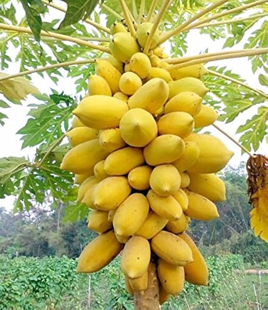 Heirloom papaya seeds for outdoor planting