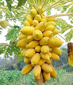 Heirloom papaya seeds for outdoor planting