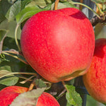 Heirloom Paradise Apple seeds for landscape gardening