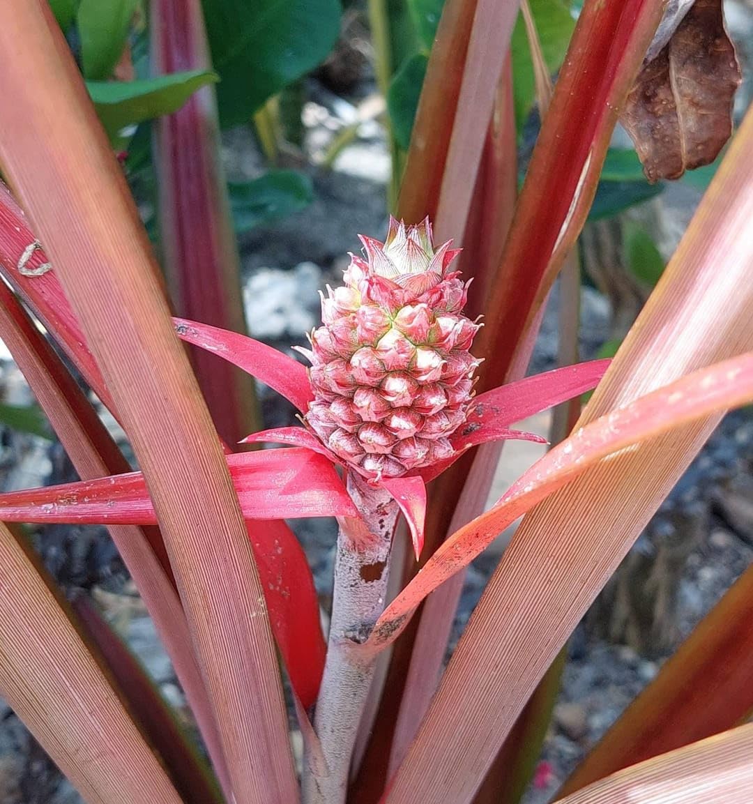 Heirloom pineapple seeds red variety for home garden use