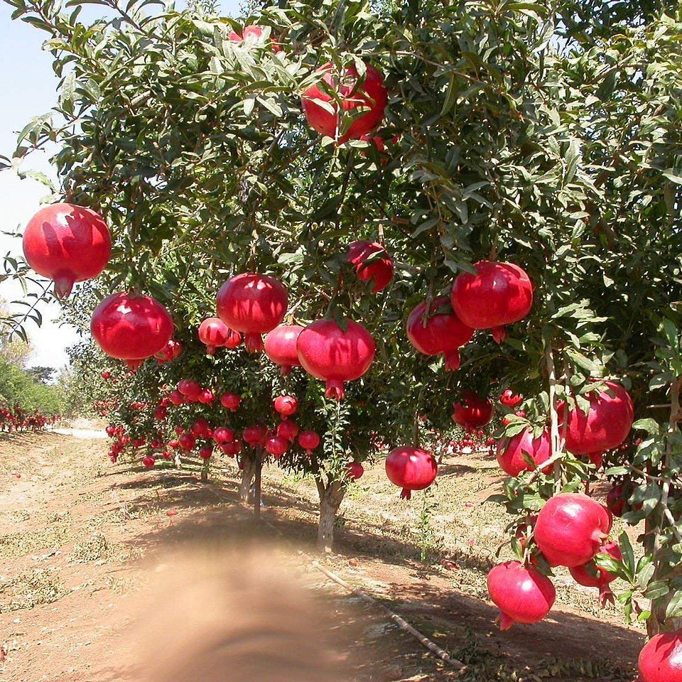 Heirloom pomegranate variety seeds for warm zone growing