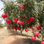Heirloom pomegranate variety seeds for warm zone growing