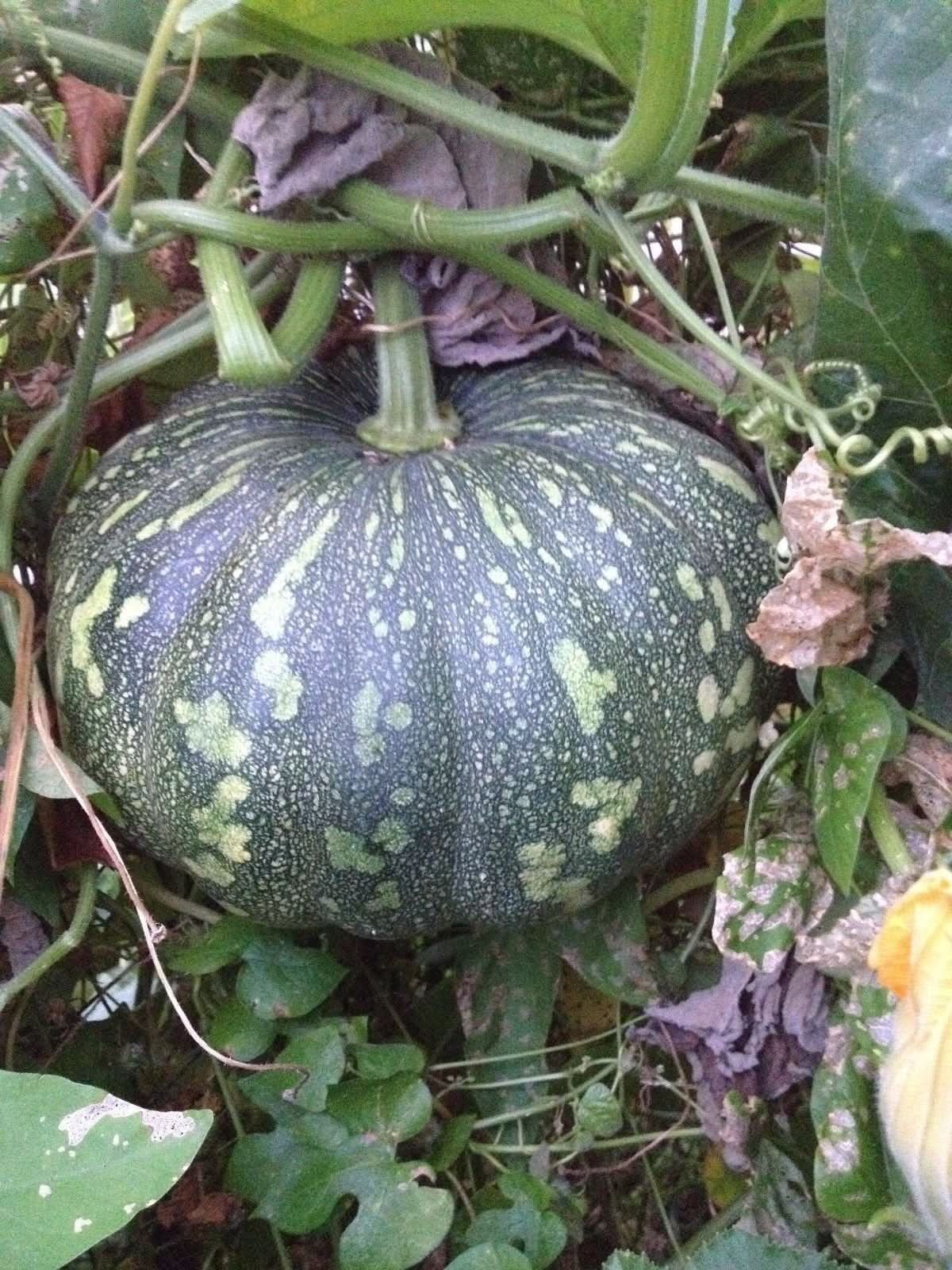 Heirloom pumpkin seeds tropical growing variety for outdoor gardens