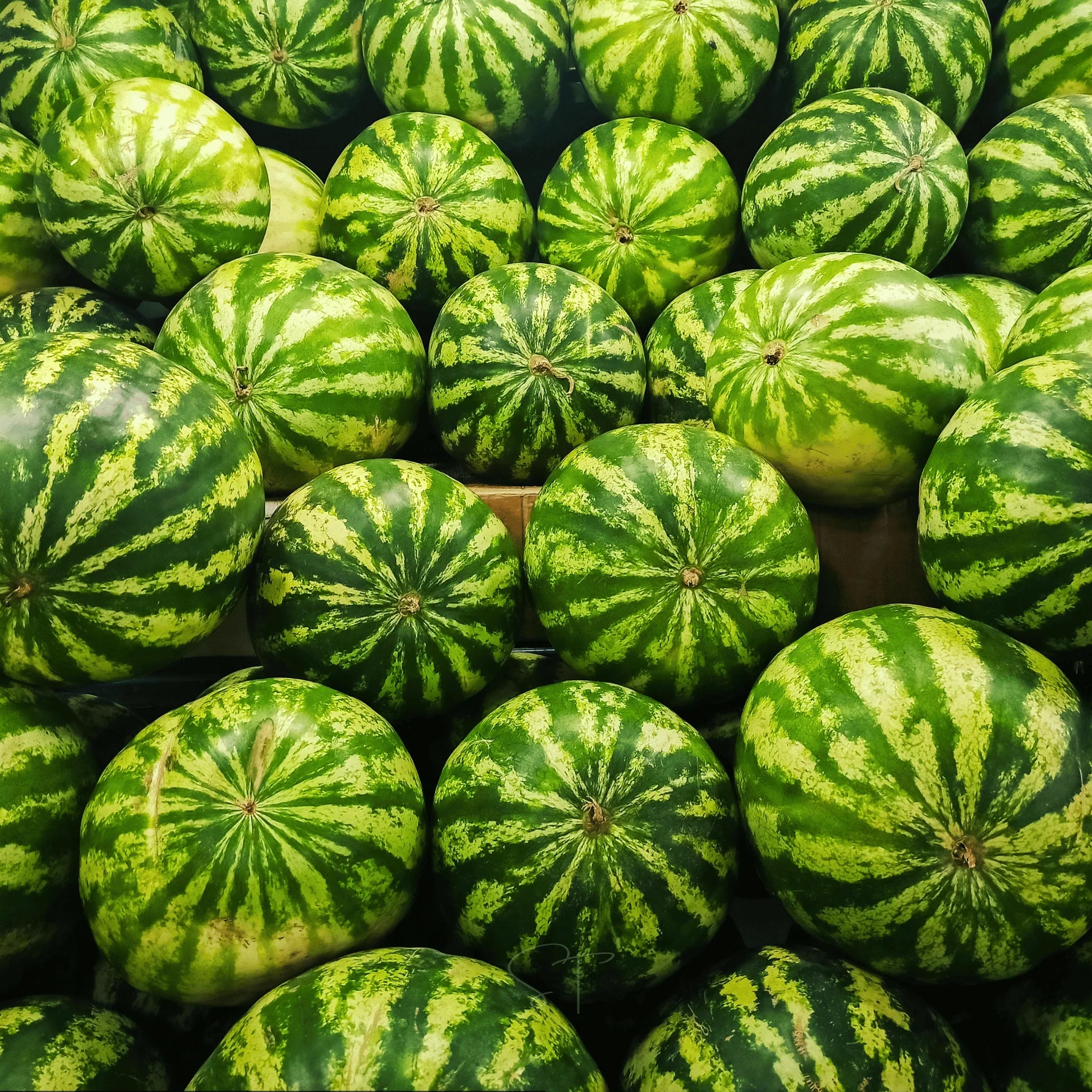 Heirloom Purple Watermelon Seeds Non GMO