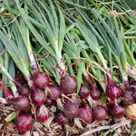 Heirloom Red Baron onion seeds for outdoor growing