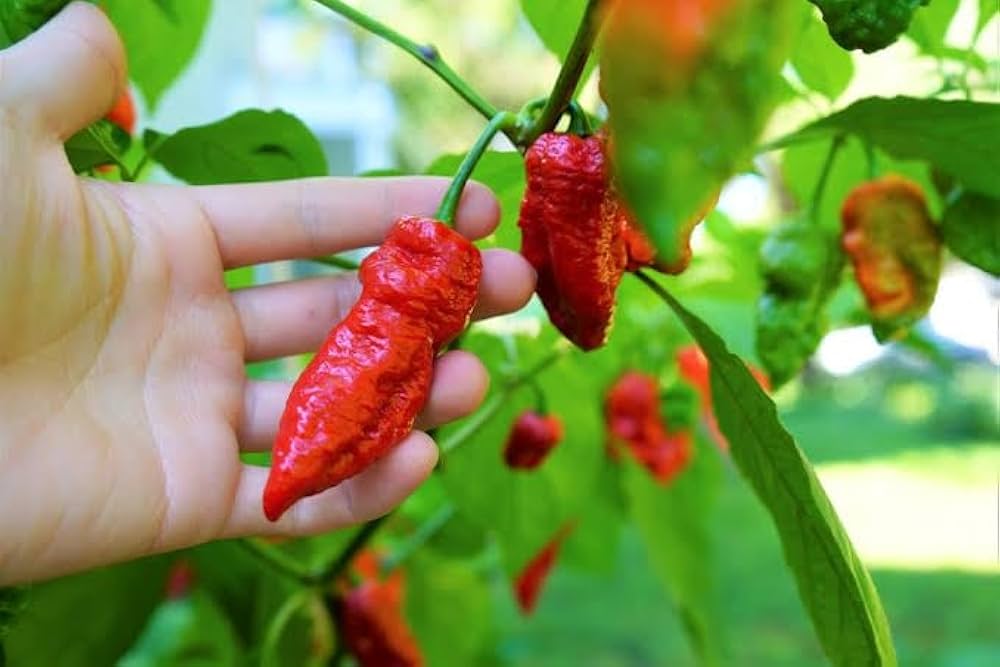 Heirloom Red Bhut Jolokia Pepper seeds – extreme ghost chili heat - Dharaseeds