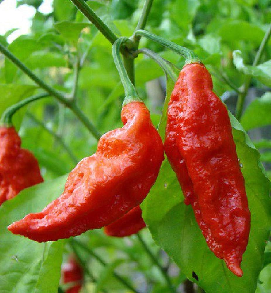Heirloom Red Bhut Jolokia Pepper seeds – extreme ghost chili heat - Dharaseeds