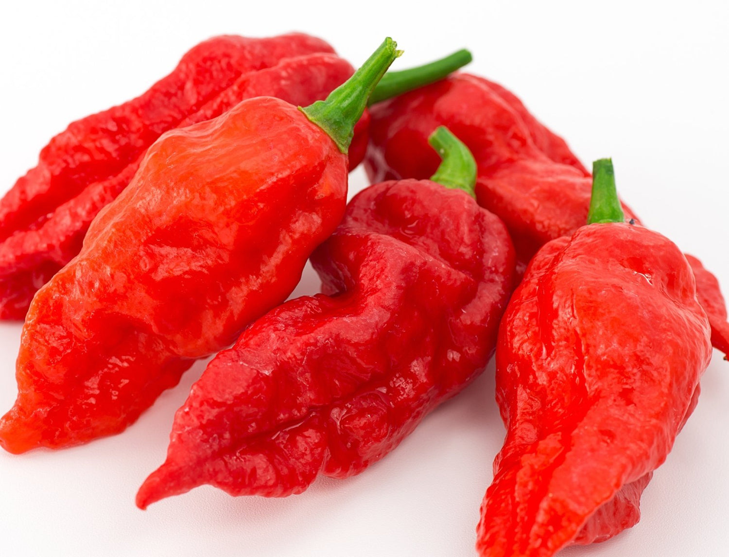 Heirloom Red Bhut Jolokia Pepper seeds – extreme ghost chili heat - Dharaseeds