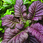 Heirloom Red Giant Mustard Greens Seeds leafy green vegetable garden