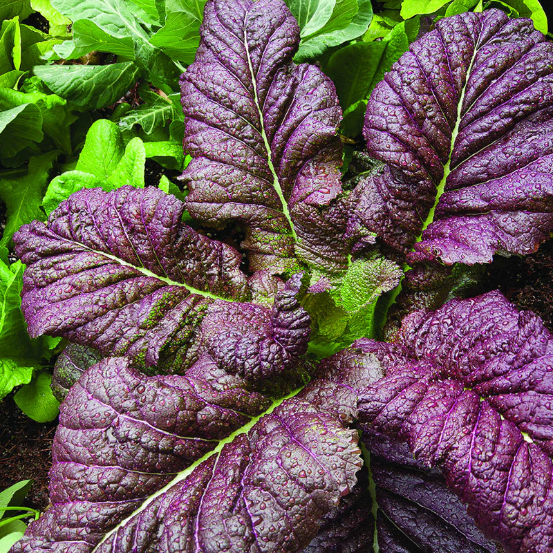 Heirloom Red Giant Mustard Greens Seeds leafy green vegetable garden