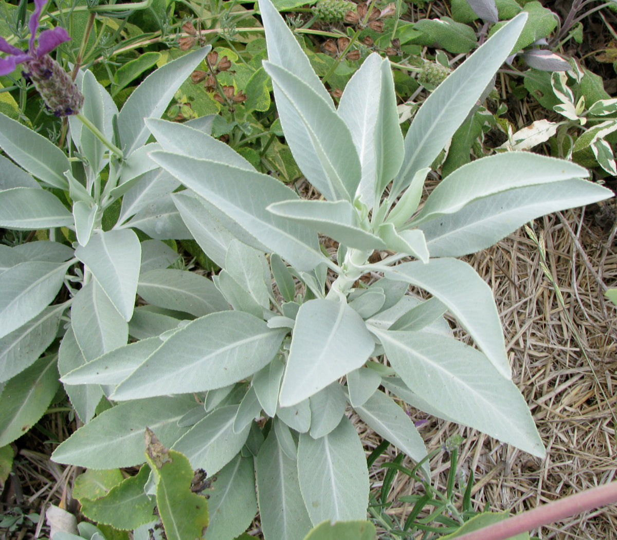Heirloom sage seeds for aromatic landscape gardening