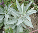 Heirloom sage seeds for aromatic landscape gardening