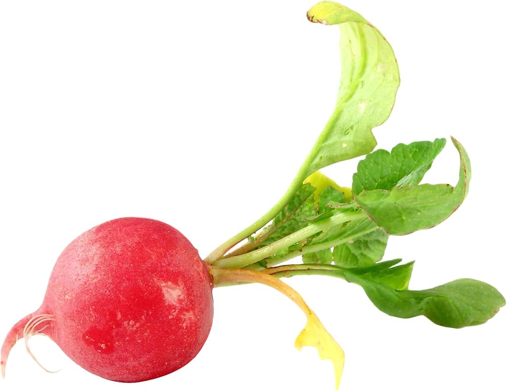 Heirloom Scarlet Globe Radish Seeds – Fast - Growing Crisp Root Vegetables - Dharaseeds