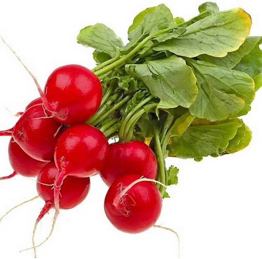 Heirloom Scarlet Globe Radish Seeds – Fast - Growing Crisp Root Vegetables - Dharaseeds