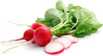 Heirloom Scarlet Globe Radish Seeds – Fast - Growing Crisp Root Vegetables - Dharaseeds
