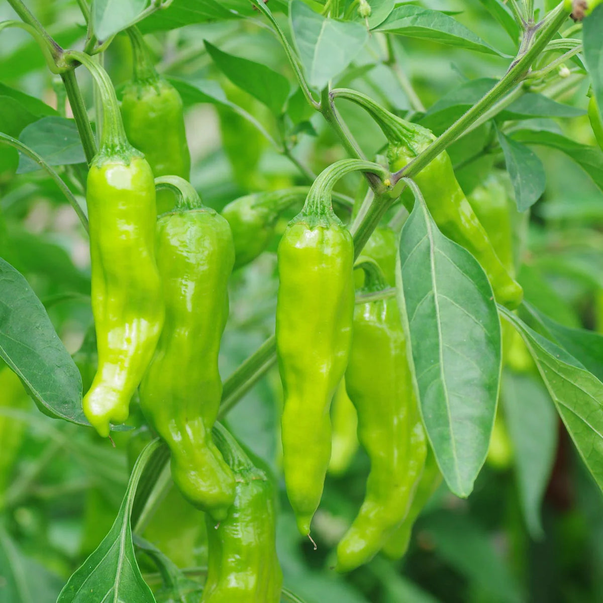 Heirloom Shishito pepper seeds high yield plants