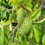 Heirloom Soursop seeds brown variety premium non GMO tropical seeds