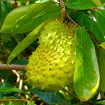Heirloom soursop seeds for home gardening tropical plant seeds