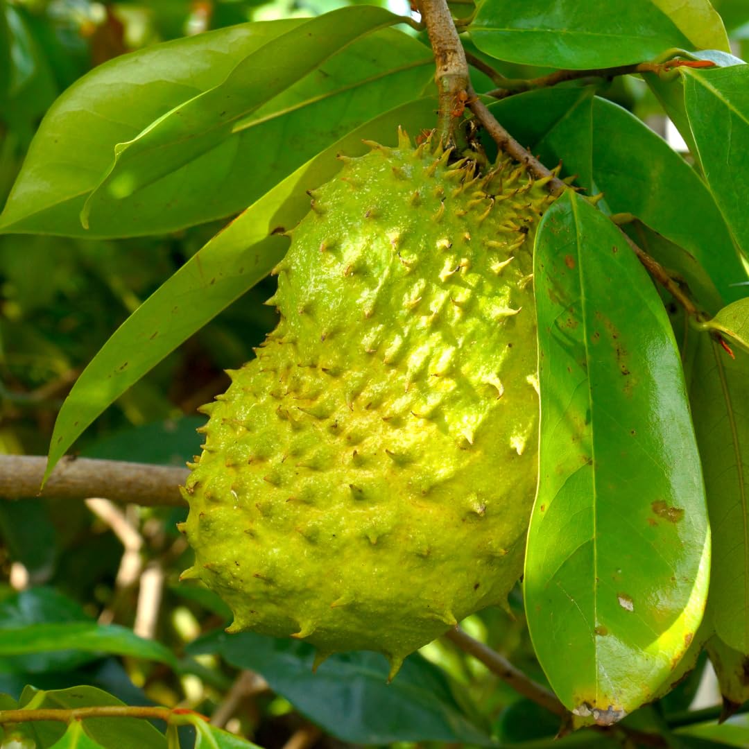 Heirloom soursop seeds for home gardening tropical plant seeds
