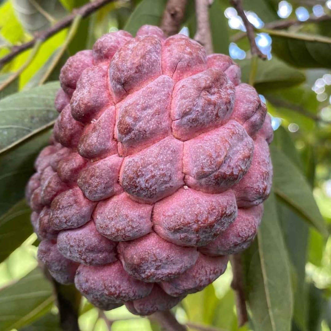 Heirloom Soursop seeds non GMO for home gardening