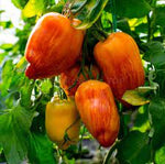 Heirloom Speckled Roman Tomato Seeds for Planting - 100 Pcs pcs - Dharaseeds